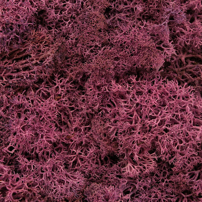 100% Wild Crafted Sun Dried Purple Sea Moss (Gracilaria)