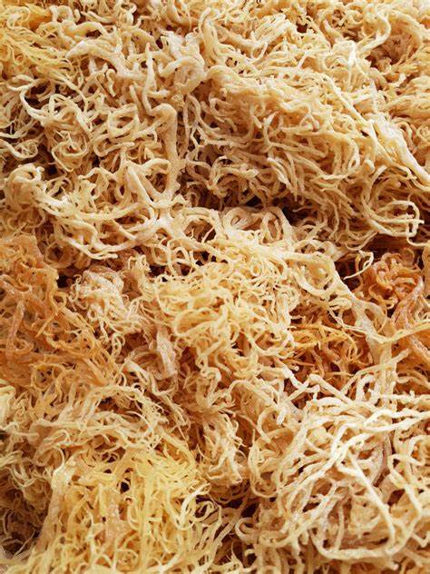 100% Wild Crafted Sun Dried Gold Sea Moss (Gracilaria)